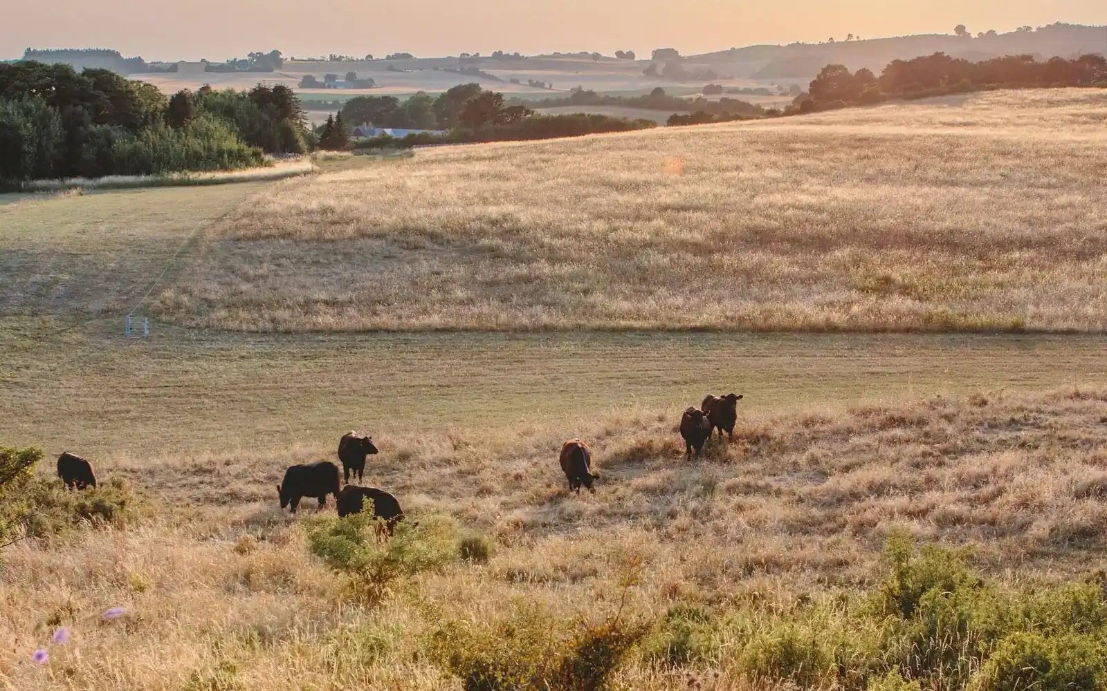 Cattle on the ranch at sunset