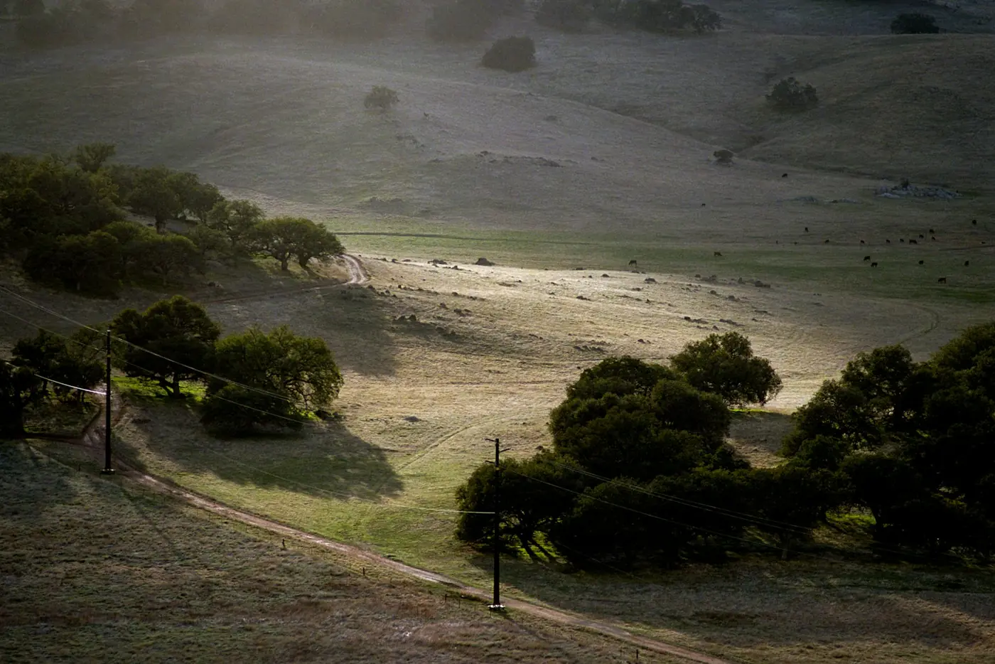 Oaks on the hills