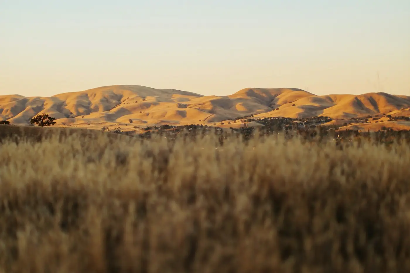 Golden grass